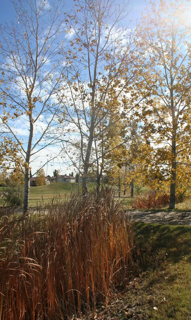 Autumn trees and tall grasses